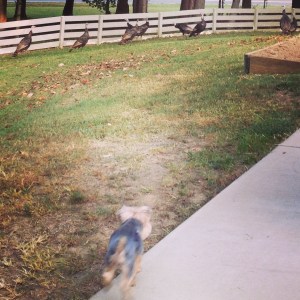 Chasing Turkeys